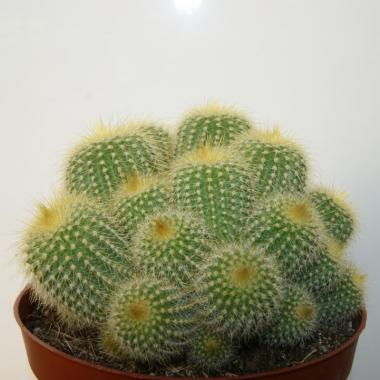 Eriocactus leninghausii